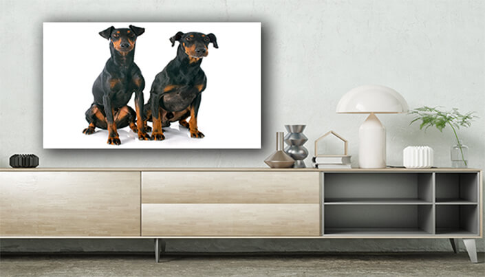 WEB003 0009 ML 0024 13275896 manchester terriers two dogs AOAY6550