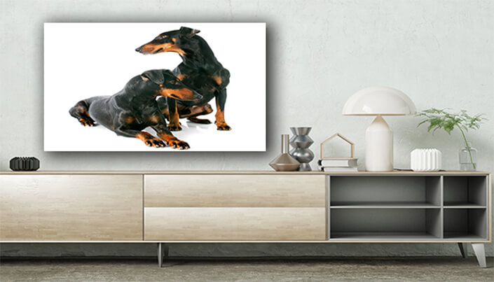 WEB003 0011 ML 0022 13275902 manchester terriers Dogs AOAY6551