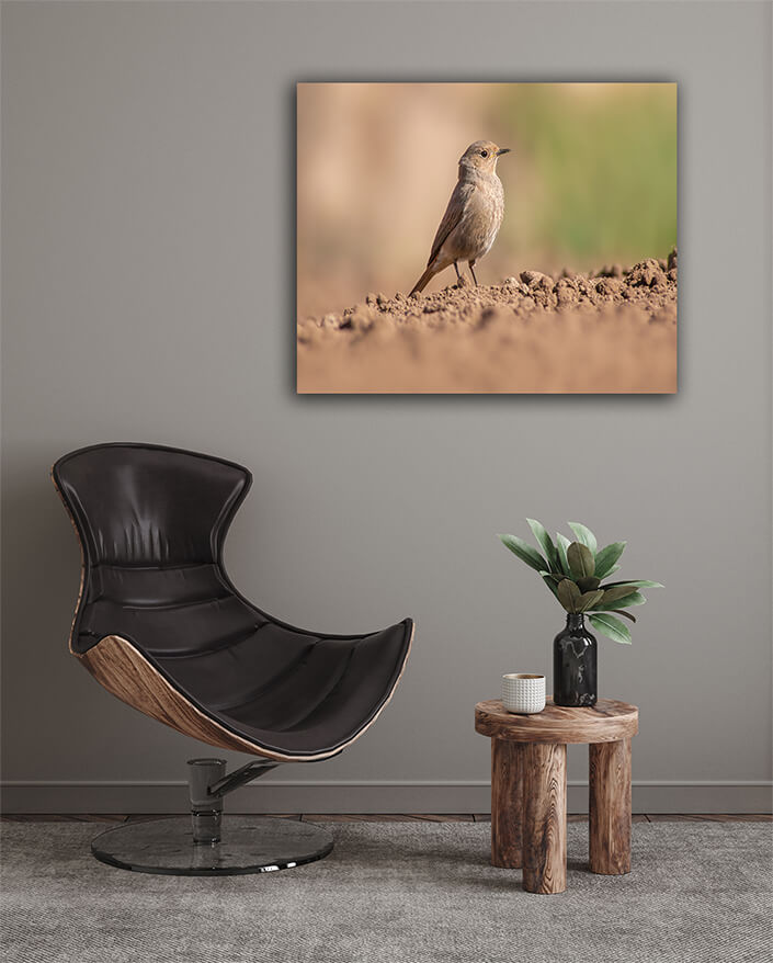 WEB003 0011 MOCKUPs 0073 47558126 a female redstart looking for food on a freshly plowed field AOAY6054