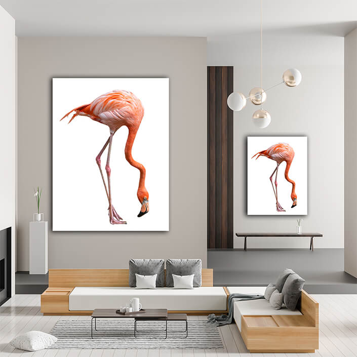 WEB003 0011 MP 0026 28009266 american flamingo bird phoenicopterus ruber isolated on white AOAY6444