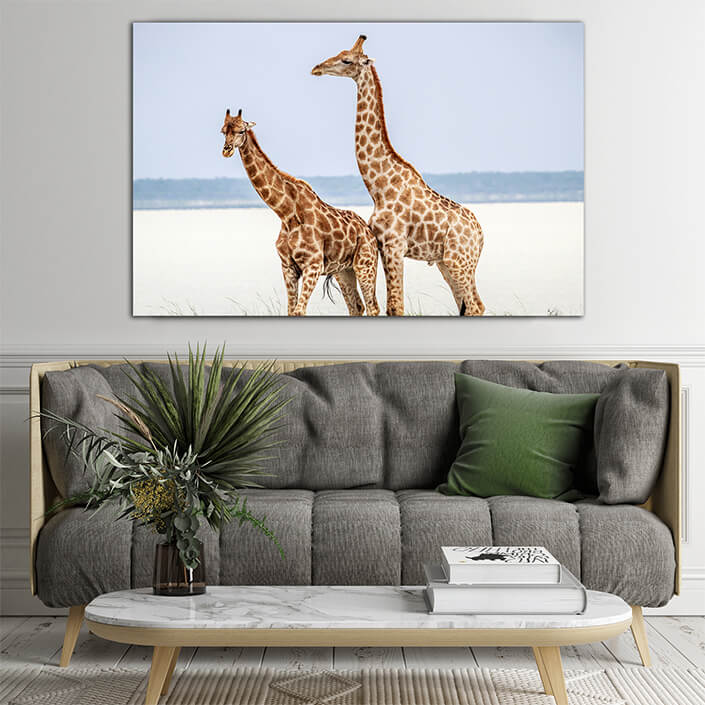 WEB003 0012 ML 0024 24221928 side profile of two giraffes AOAY6810
