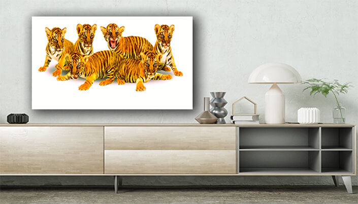 WEB003_0013_ML__0020_20990800_baby bengal tiger on white background AOAY4626