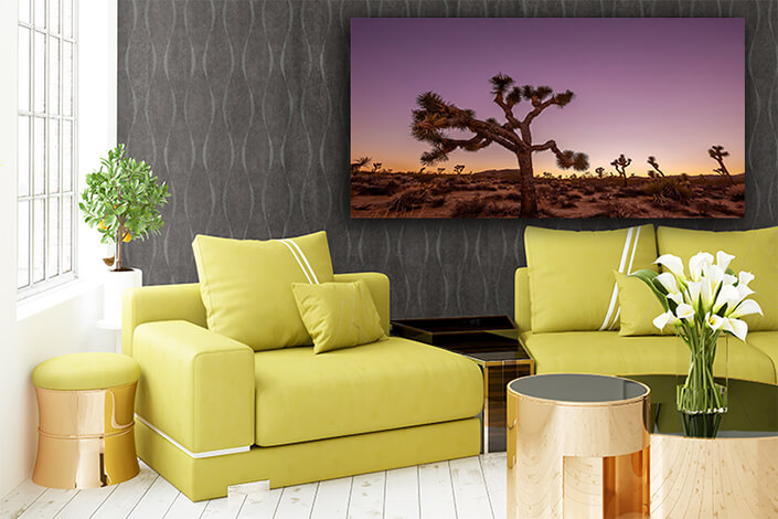 WEB003 0015 ML 0008 43553074 landscape of joshua trees in california usa AOAY7429