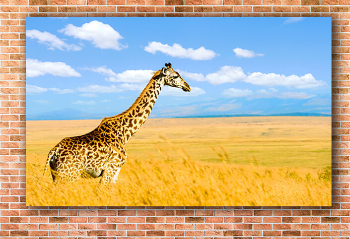 WEB003_0016_MOCKUP__0017_22676450_giraffe on savannah in africa AOAY5592