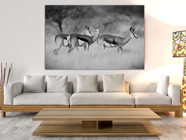 WEB003_0018_MOCKUP__0004_47627936_Three springbok-antelopes-on -grassland AOAY8111