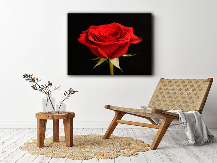 WEB003 0019 MP 0009 43676 red rose on black AOAY7778