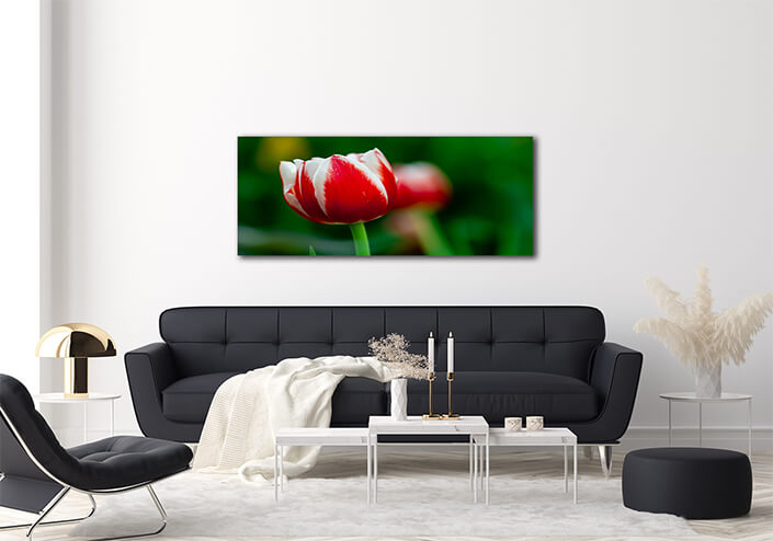 WEB003 0024 ML 0011 34972610 white and red tulip with green blurry background AOAY7097