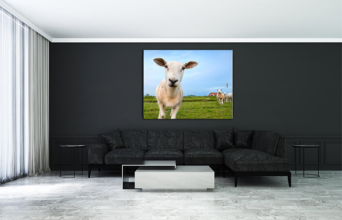 WEB003 0024 MS 0044 8744206 cute funny sheep close up AOAY7451