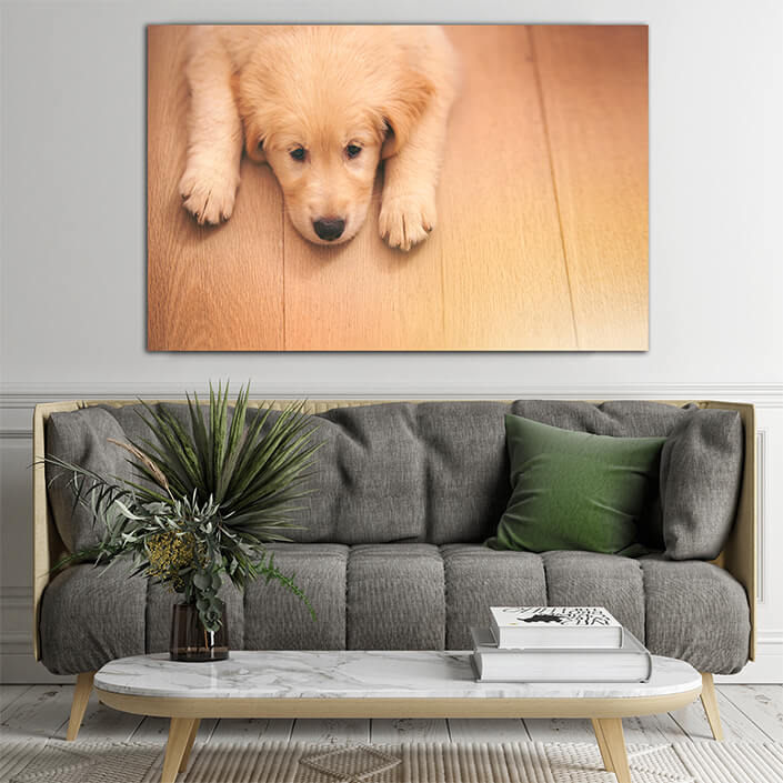 Web003 0027 ml 0008 45206568 an adorable golden retriever puppy lying on a wooden floor aoay7116