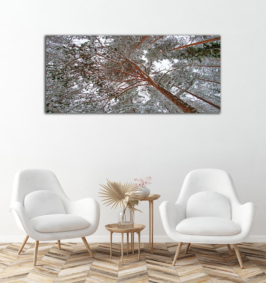 WEB003 0027 MP 0009 27239826 pine forest in winter AOAY7255