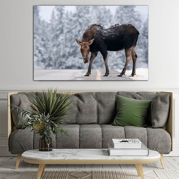 WEB003 0028 ML 0007 45541452 winter moose manitoba AOAY7397