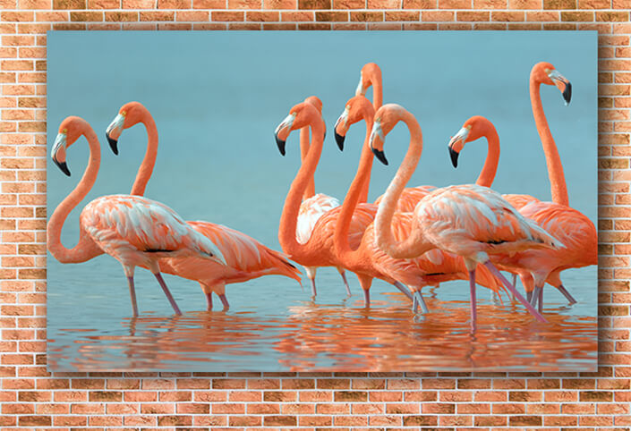 WEB003 0028 MOCKUP 0005 9072288 greater flamingos AOAY4623