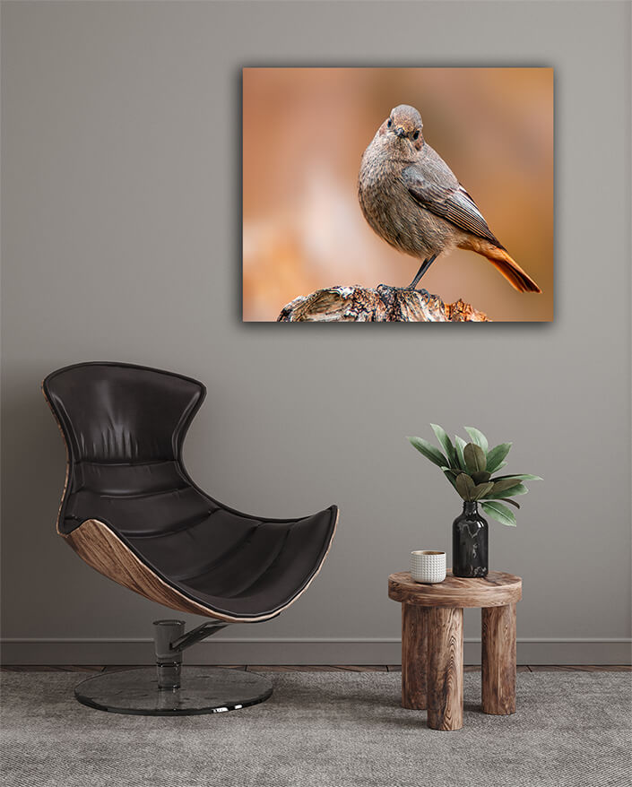 WEB003_0028_MOCKUPs_0044_36201828_beautiful colorful bird sits and looks AOAY6006