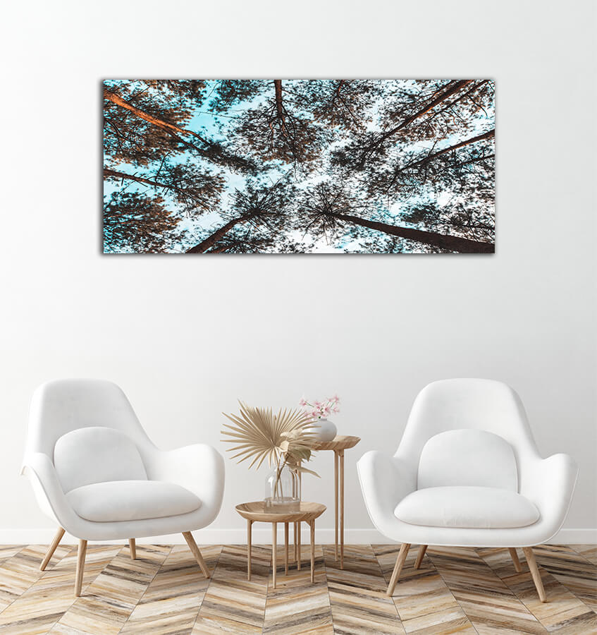 WEB003 0028 MP 0008 31412644 pinus mugo in creeping pine dwarf mountain AOAY7258