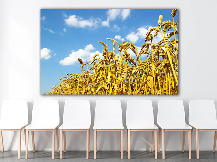 WEB003 0029 MOCKUP 0054 4757984 wheat AOAY7652