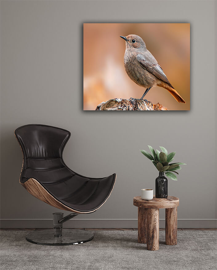 WEB003 0029 MOCKUPs 0043 36201830 beautiful colorful bird sits and looks AOAY6007