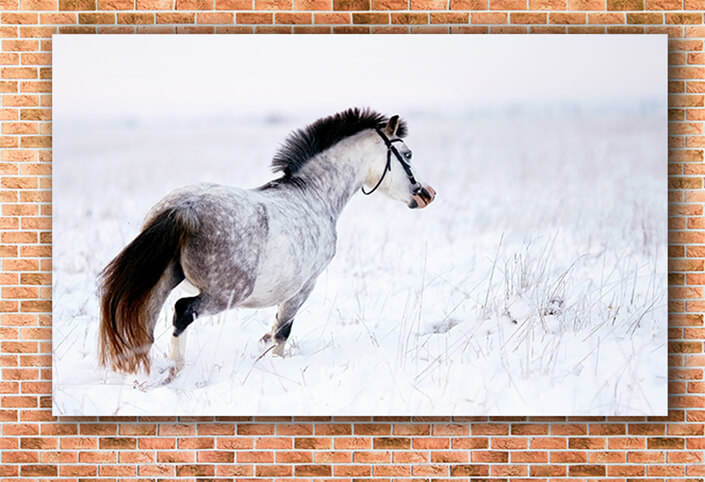 WEB003 0030 MOCKUP 0003 11606130 gray horse AOAY5506