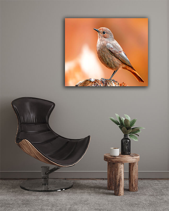 WEB003 0030 MOCKUPs 0042 36201830 beautiful colorful bird sits AOAY8115