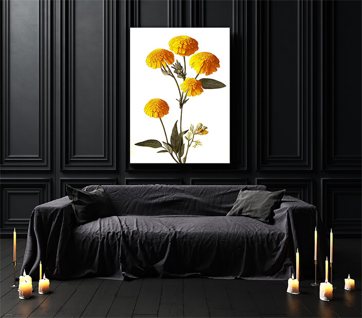 WEB003 0033 ML 0045 49132480 desert marigolds yellow petals on a white background an illustration AOAY8194