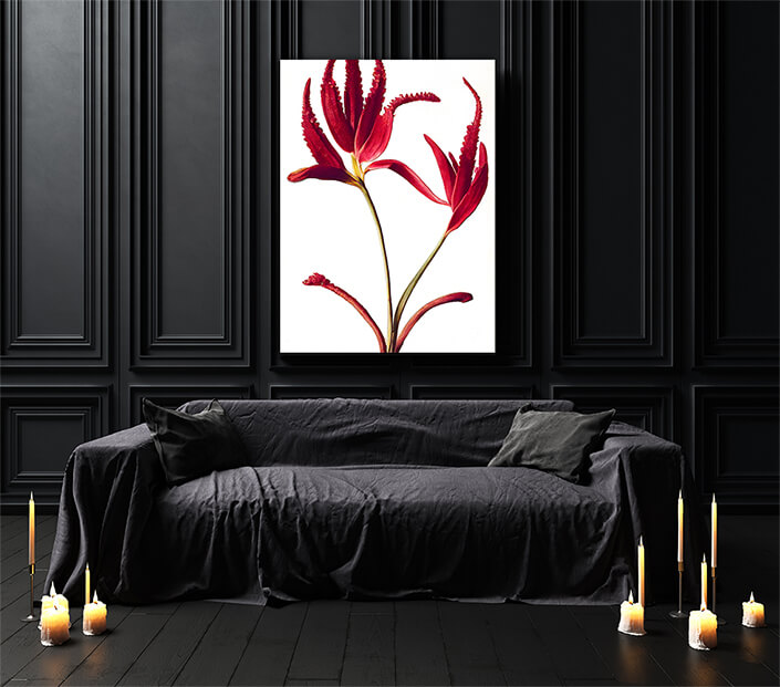 WEB003 0035 ML 0043 49132488 australian kangaroo paw red flowers on white an artistic illustration AOAY8196