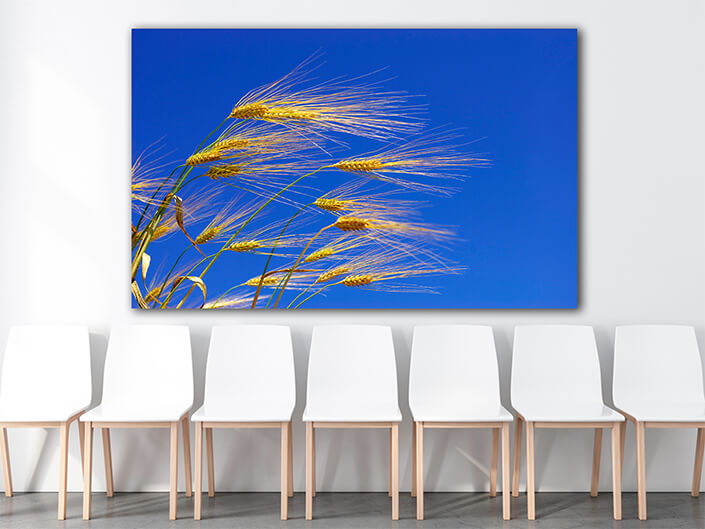 WEB003 0035 MOCKUP 0048 5729210 wheat ears AOAY7659