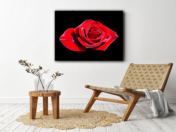 WEB003 0036 MP 0037 4598762 blooming red rose bud AOAY7933