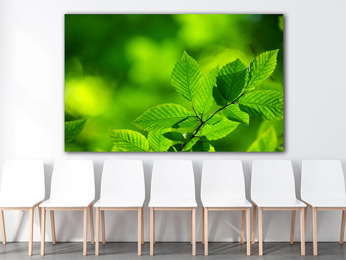 WEB003 0037 MOCKUP 0046 5729308 Nice green leaves AOAY7661