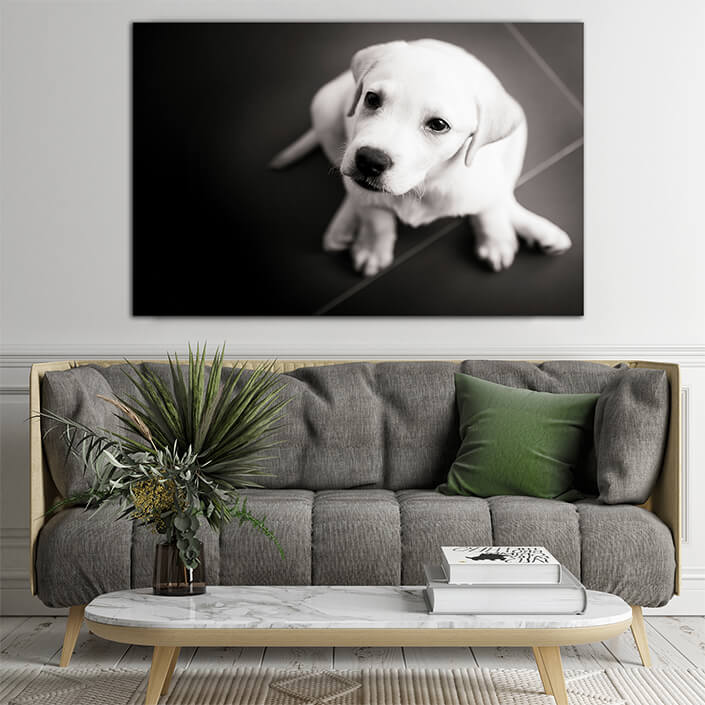 WEB003 0038 ML 0038 4668182 labrador puppy AOAY7299