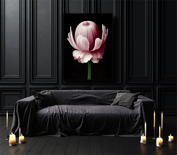 WEB003 0038 ML 0040 49132508 artistic illustration of the pink anemone flower AOAY8199