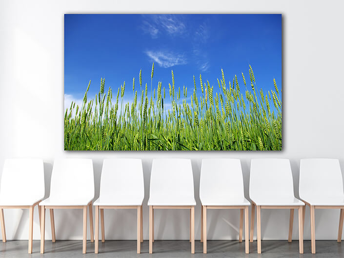 WEB003 0038 MOCKUP 0045 5729322 wheat field AOAY7662