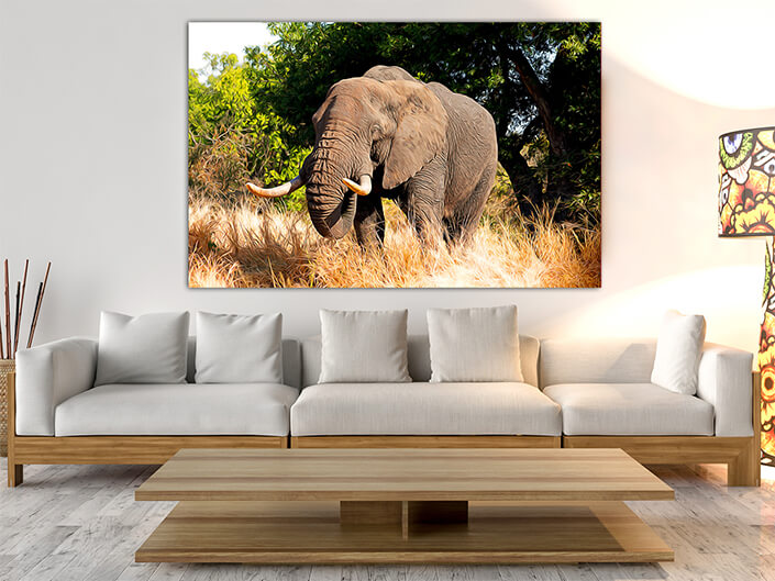 WEB003_0039_MOCKUP__0035_39404560_african bull elephant kruger national park AOAY4739