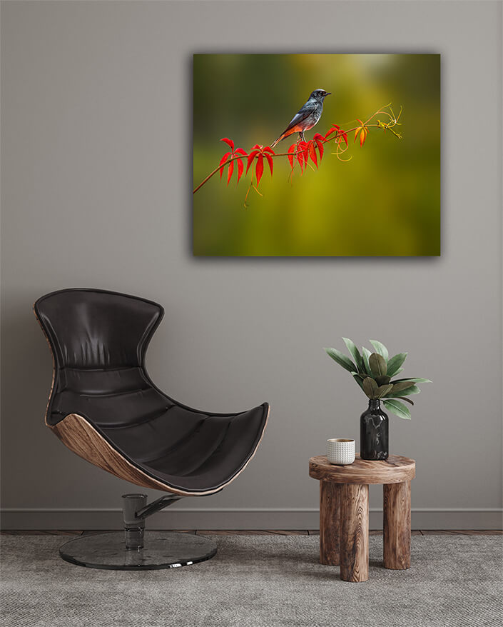 WEB003_0039_MOCKUPs_0033_36202020_A colorful bird sits and looks AOAY6018