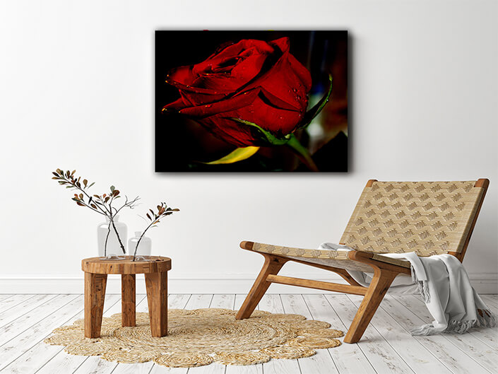 WEB003 0040 MP 0033 7554004 red rose AOAY7942