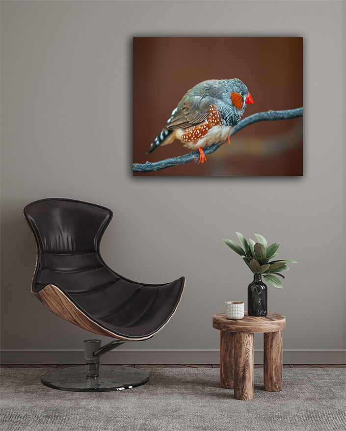 WEB003 0041 MOCKUPs 0031 37202924 bird sits on a branch AOAY6021