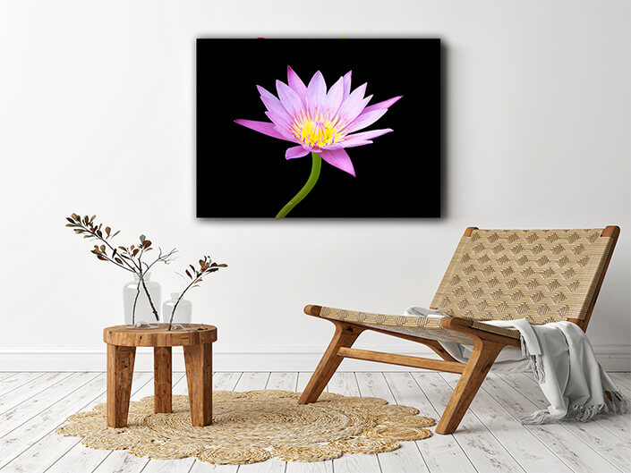 WEB003 0041 MP 0032 7565912 pink lotus flower blooming on black background AOAY7943