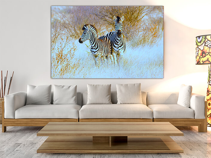 WEB003 0043 MOCKUP 0031 45297398 plains zebras in natural habitat AOAY4761