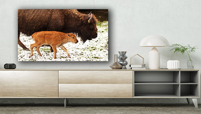 WEB003 0045 ML 0050 3139107 bison calf and mother AOAY6619