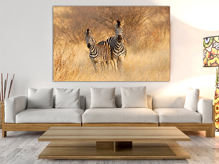 WEB003 0047 MOCKUP 0027 45424700 plains zebras in natural habitat AOAY4764
