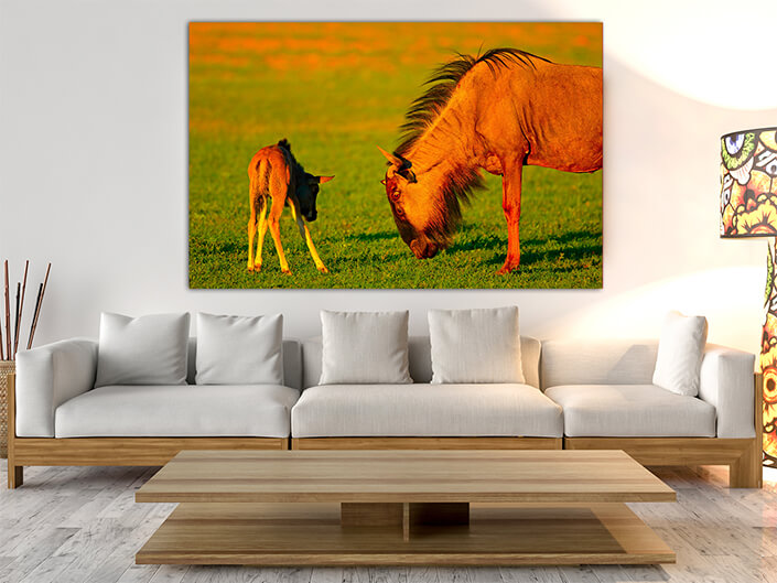 WEB003_0049_MOCKUP__0025_45478590_wildebeest-with-young-calf AOAY4765