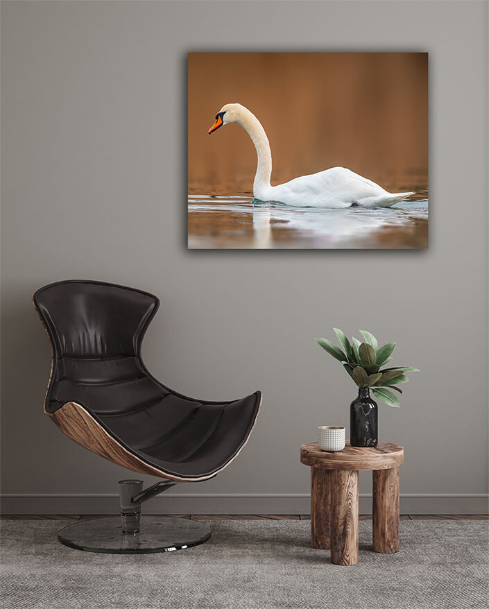 WEB003_0049_MOCKUPs_0023_37203044_ A beautiful white swan swims on a pond AOAY6029