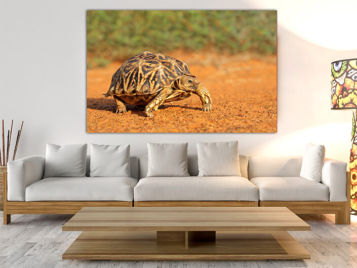 WEB003_0050_MOCKUP__0024_45478592_leopard-tortoise-in-natural-habitat AOAY4766