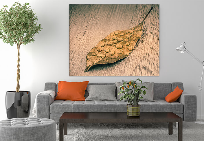 WEB003 0058 MS 0036 35551948 dry leaf on greybackground AOAY6140