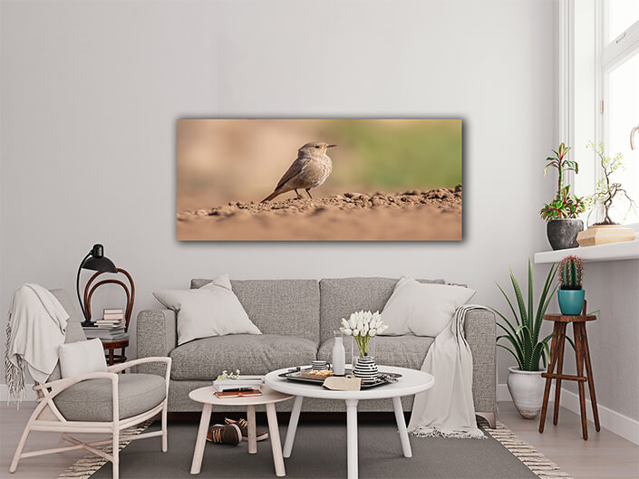 WEB003 0069 MP 0026 47558126 a female redstart looking for food on a freshly plowed field AOAY6054