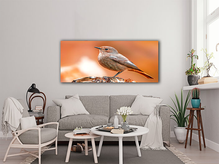 WEB003 0074 MP 0027 36201830 beautiful colorful bird sits AOAY8115