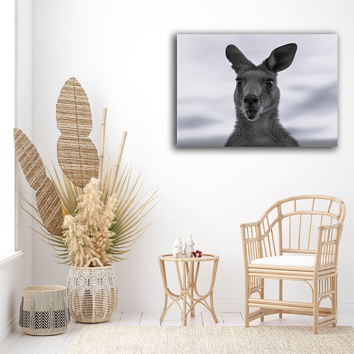 WEB004 0001 MS 0026 44358464 australian kangaroo against a vivid sunset light (1) AOAY6948