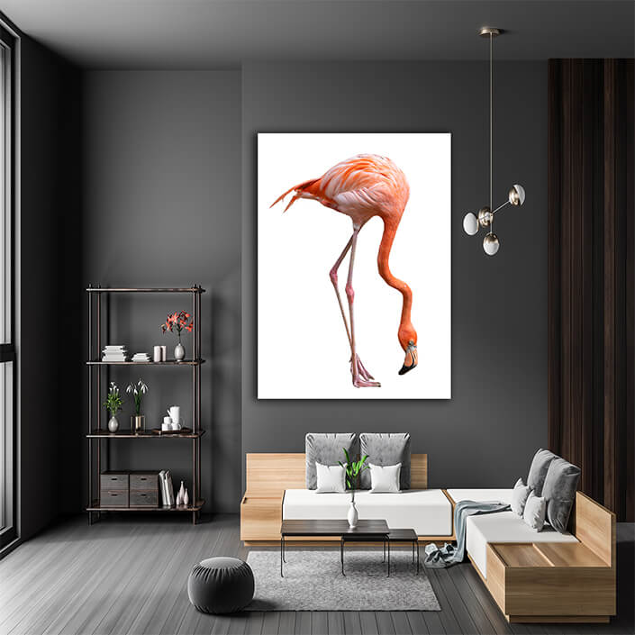 WEB004 0002 MP 0026 28009266 american flamingo bird phoenicopterus ruber isolated on white AOAY6444