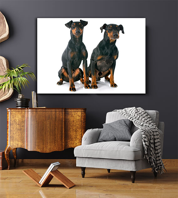 Manchester terriers two dogs AOAY6550