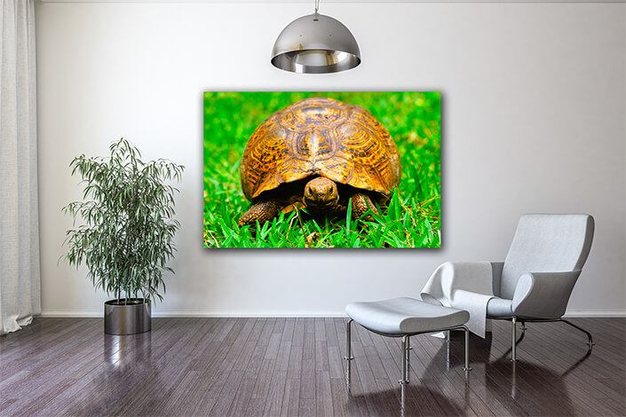 WEB004 0007 MOCKUP 0028 22676114 turtle in grass AOAY5580