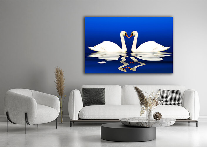 WEB004 0008 ML 0002 2144529 two swans with reflection AOAY8122