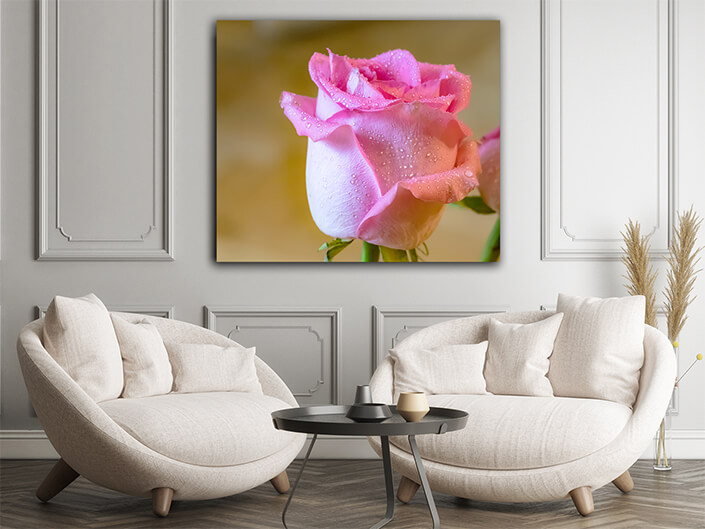 WEB004 0009 ML 0012 46802616 the beautiful pink rose with dew on blurred background with copy space AOAY4818